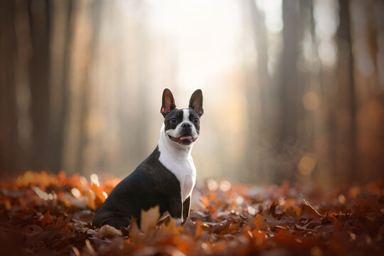 Boston terrier dog portrait of breed in autumn time
