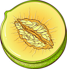 Half melon with seeds. Vector color illustrations in hand drawn cartoon style. Fresh organic food isolated on white. Close up melon fruit. Element for cookbook, sticker, design, print.