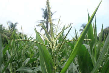 Obraz premium cornflowers in the corn garden