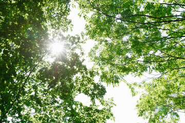 green leaves background