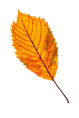 a bright elm autumn leaf on a white background, isolated