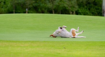 Dog lying down and playing on the putting green grass in golf course as while golfers playing with...
