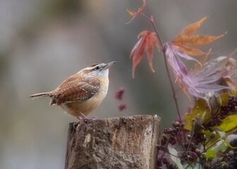 wren songbird on perch in autumn