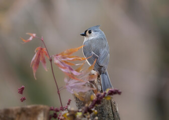 songbird on perch in autumn