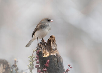 songbird on perch in autumn