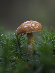 Pilz im Eifelwald
