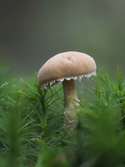 Pilz im Eifelwald