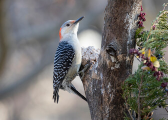 woodpecker on perch