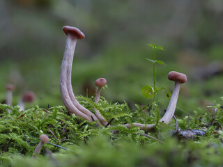 Zweifarbiger Lacktrichterling (Laccaria bicolor)