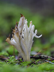 Runzeliger Keulenpilz (Clavulina rugosa)