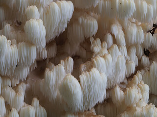Tannenstachelbart (Hericium flagellum)