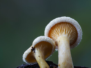 Falscher Pfifferling (Hygrophoropsis aurantiaca)