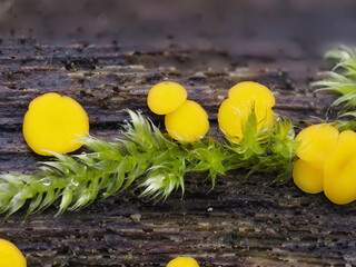 Zitronengelbes Reisigbecherchen (Bisporella citrina)