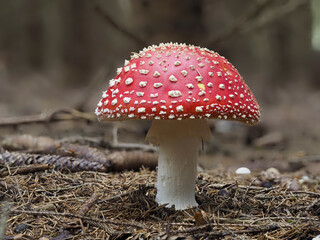 Fliegenpilz (Amanita muscaria)