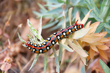oruga colorida