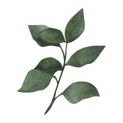 Leaf isolated on white background. watercolor element