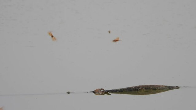 Dragonfly - flying over the water . pond area .