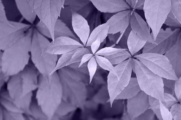 Digital Lavender Color of the Year 2023. Virginia creeper (Parthenocissus Quinquefolia) leaves. Photo is toned of 2023 trendy color.