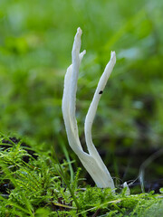 Runzeliger Keulenpilz (Clavulina rugosa) © Lothar Lenz