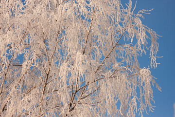 the tree is covered with frost in winter