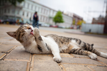 a beautiful cat lies on the ground and licks its paw