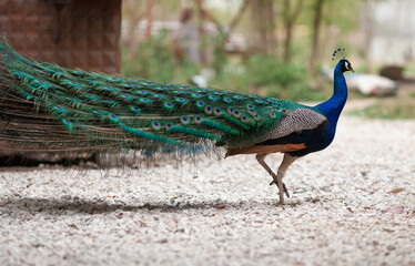 Obraz premium Peacock male peacock displaying his tail feathers.