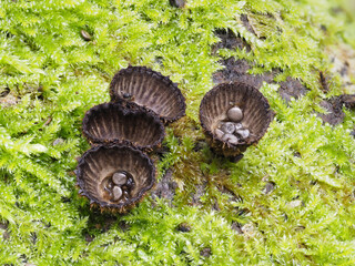 Gestreifter Teuerling (Cyathus striatus)