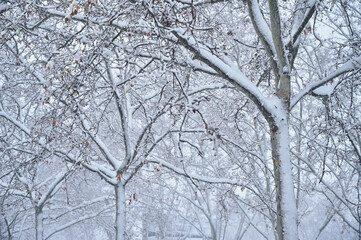 Trees covered with snow flakes after a Cyclogenesis blizzard. Cold winter scenes at the city.