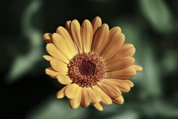 Blooming marigold flowers. Orange calendula on a green grass. Garden with calendula. Garden flowers. Yellow-orange petals. Green blurred background.