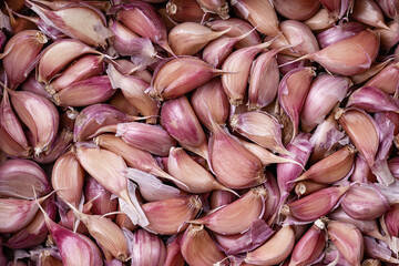 A lot of unpeeled garlic cloves, grown in an environmentally friendly way. Close-up of red garlic cloves. A large amount of fresh garlic as a background, ready for sale on the market.