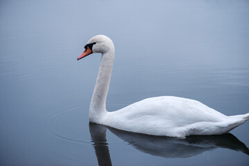Close-up of a wild white swan swimming on a lake. Graceful white swan swimming in the lake, swans in the wild, portrait of a white swan floating on the water.