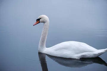 Poster Close-up of a wild white swan swimming on a lake. Graceful white swan swimming in the lake, swans in the wild, portrait of a white swan floating on the water. © Oleksandr