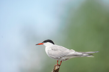 Birds at risk of extinction. Reduce carbon footprint, preserving earth living, causes of climate...