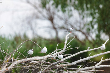 Birds at risk of extinction. Reduce carbon footprint, preserving earth living, causes of climate...