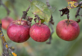 many ripe red apples on a tree branch.