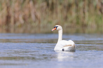 Different types of birds can be seen in their natural environment, where they are free to fly in the air and look for food.  The birds in natural environment are so much more beautiful and graceful