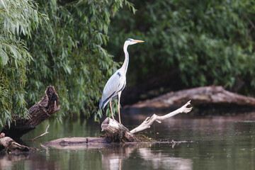 Birds at risk of extinction. Reduce carbon footprint, preserving earth living, causes of climate change emissions of harmful gases, carbon dioxide contributes to global warming and environmental