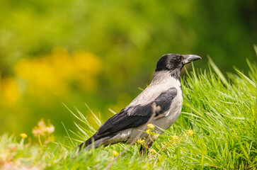 Birds at risk of extinction. Reduce carbon footprint, preserving earth living, causes of climate change emissions of harmful gases, carbon dioxide contributes to global warming and environmental