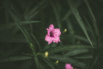 flower in the garden