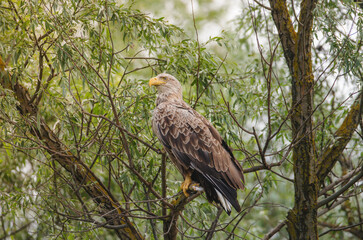 Birds at risk of extinction. Reduce carbon footprint, preserving earth living, causes of climate change emissions of harmful gases, carbon dioxide contributes to global warming and environmental