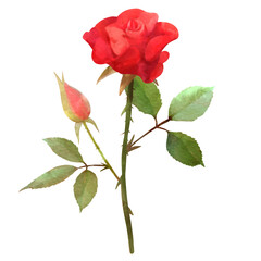 バラの花の水彩風背景透過イラスト