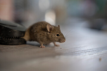 petite souris prise au piège 