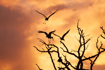 silueta de cigüeñas en un atardecer impresionante