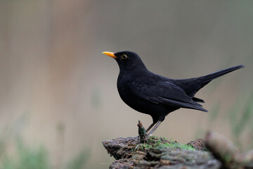 Common Black bird with orange beak sitting on a tree stump - Turdus merula