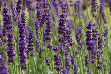 blühender Lavendel in Nahaufnahme