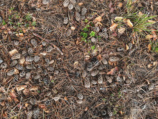 old cones lie in the foliage.