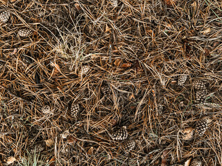 old cones lie in the foliage.
