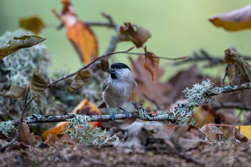 Beautiful profile portrait of a Gloomy Tit perched on a branch with vegetation under it in the mountains of Leon, Spain, Europe