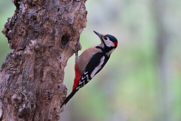 Beautiful profile portrait of a Great Spotted Woodpecker clinging to a tree trunk in the mountains of Leon, Spain, Europe