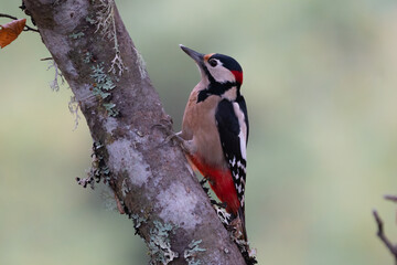 Fototapeta premium Beautiful profile portrait of a Great Spotted Woodpecker on a tree branch in the mountains of Leon, Spain, Europe